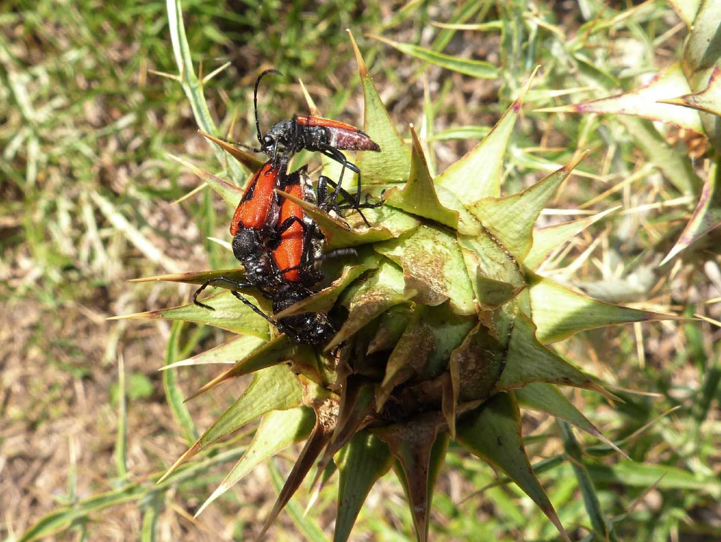 Il dramma della gelosia (Stictoleptura cordigera)